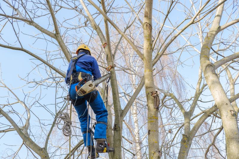 Tree Trimming Equipment in Use
