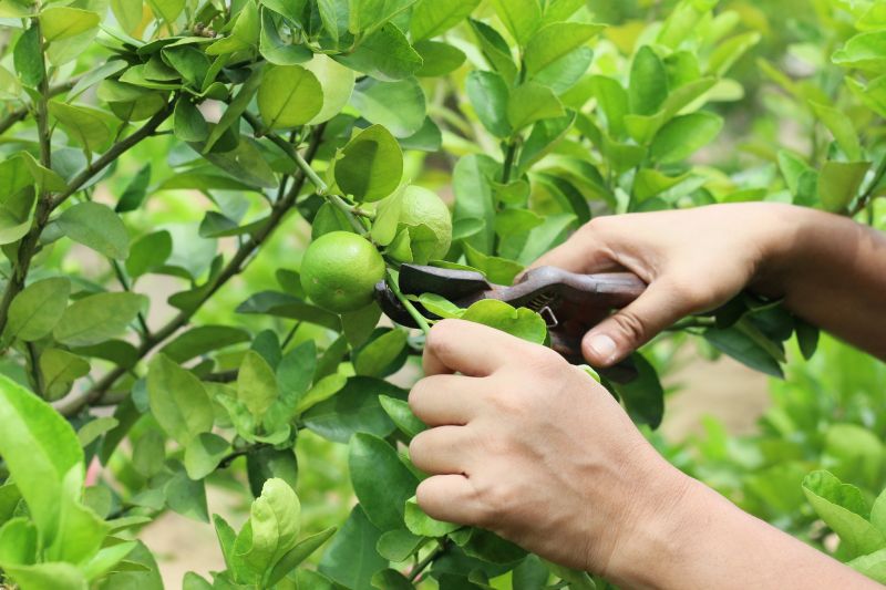 Pruning Techniques