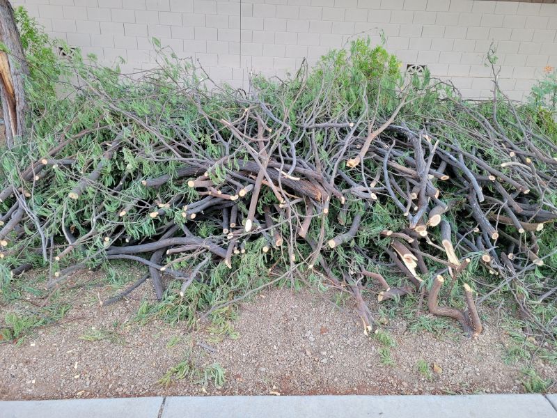 Healthy Tree Branches